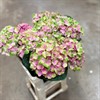 HORTENSIA SNITT AMETHYST ROSA 60 CM